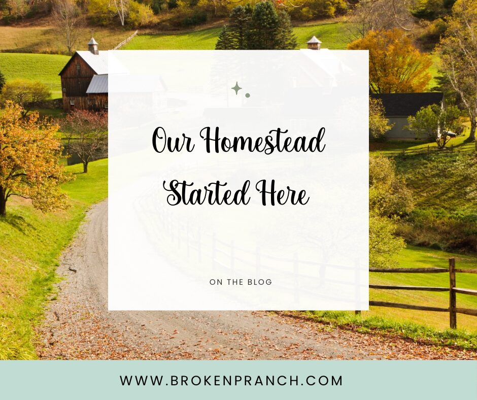 Embarking on Our Homestead Journey: Transitioning from City Life to Self-Sufficiency