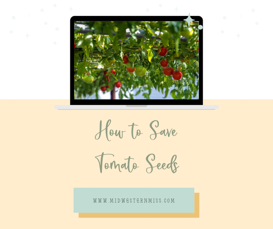 How to Save Tomato Seeds