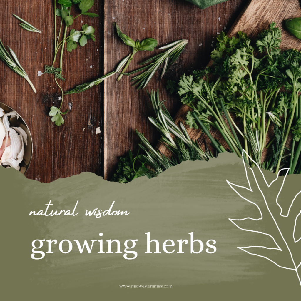 what is an herb garden?