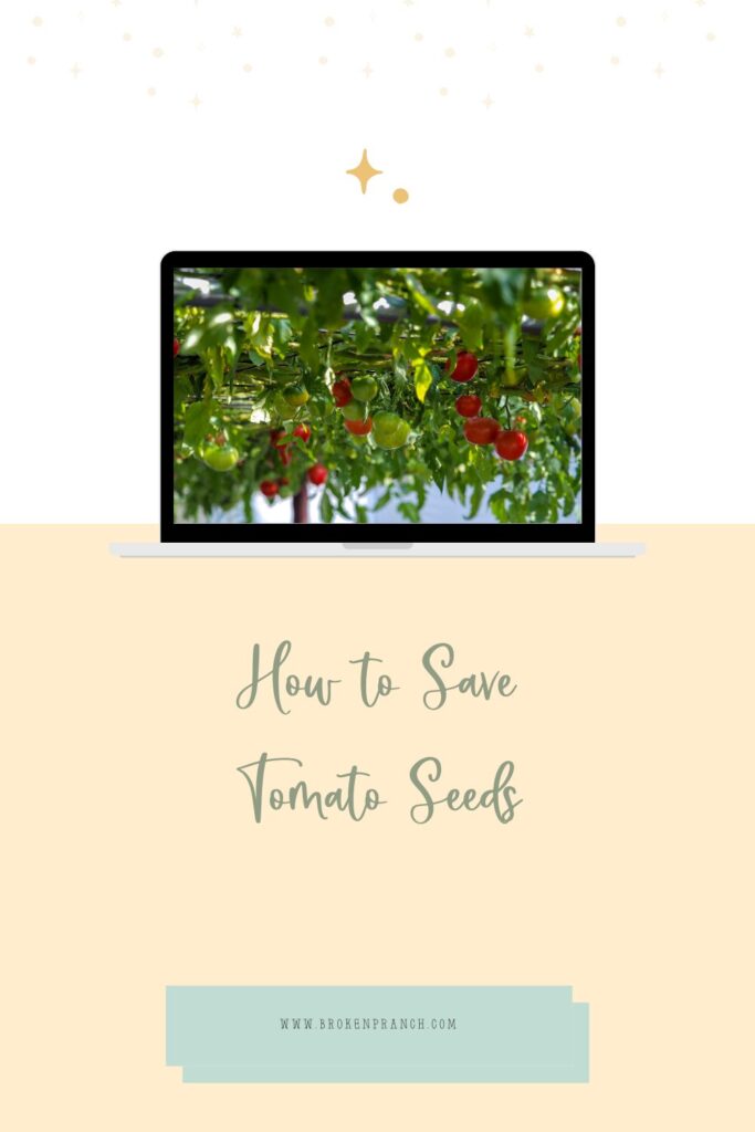 How to Save Tomato Seeds