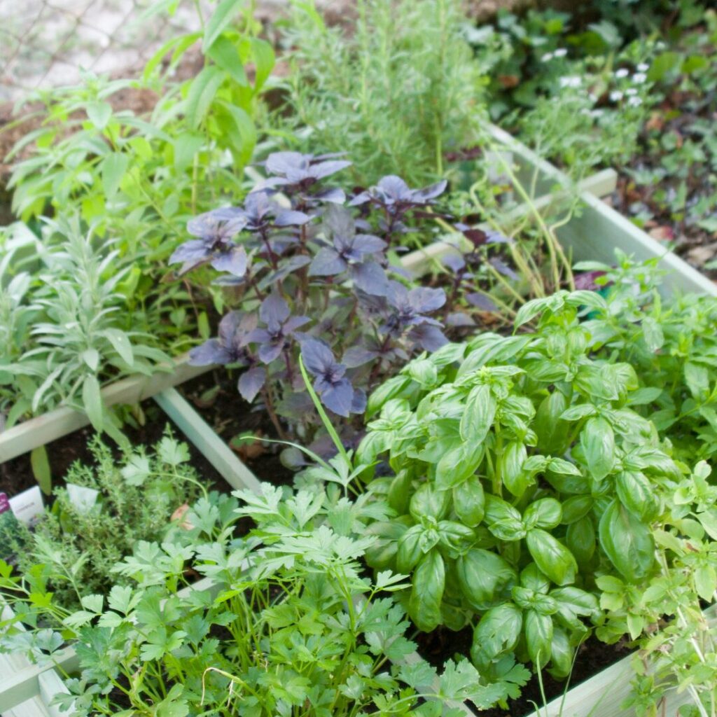 herb garden basics