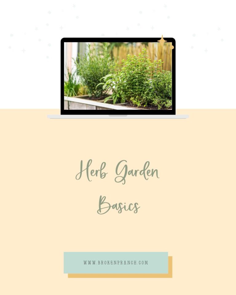 herb garden basics