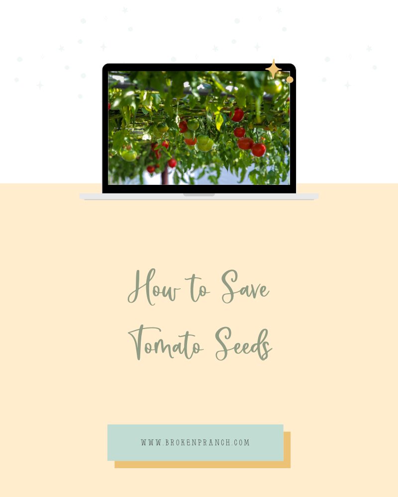 How to Save Tomato Seeds